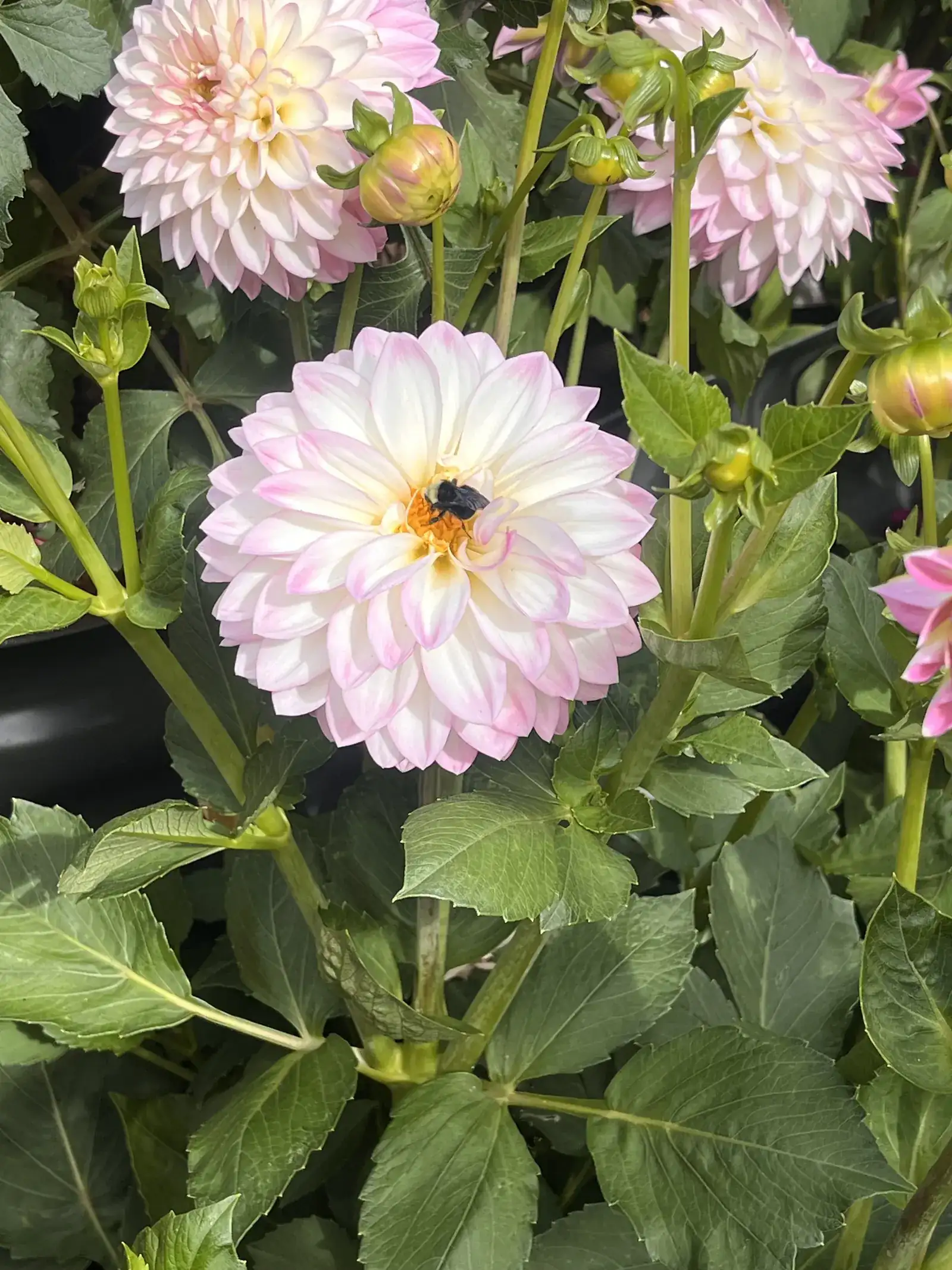 Pink and white dahlias in bloom